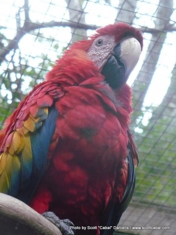 Macaw at Macaw Mountain